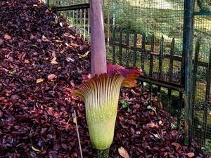 Bunga Bangkai Raksasa Mekar di Penghujung Libur Lebaran