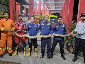 Ular Sanca 4 Meter Muncul di Rumah Warga Makassar saat Kejar Tikus Ular Sanca 4 Meter Muncul di Rumah Warga Makassar saat Kejar Tikus