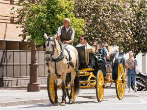 Raja Tega! Kuda Wisata Dipaksa Bawa Turis Hingga Mati Dehidrasi Raja Tega! Kuda Wisata Dipaksa Bawa Turis Hingga Mati Dehidrasi