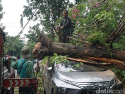 Pohon Tumbang Timpa Xpander dan Terios di Surabaya