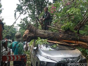 Pohon Tumbang Timpa Xpander dan Terios di Surabaya Pohon Tumbang Timpa Xpander dan Terios di Surabaya