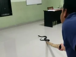 Ular Berbisa di Ruang Perawatan RS Palopo Bikin Geger, Dibunuh Pakai Kayu