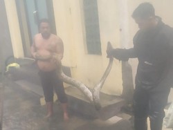 Hii.. Ular Piton 2 Meter Muncul saat Banjir di Mayjend Sungkono Surabaya