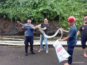 Warga Ciomas Bogor Geger Ular Sanca 2 Meter Muncul di Saluran Air