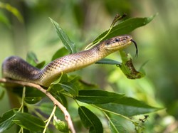 Membunuh Ular dalam Islam, Apakah Diperbolehkan?