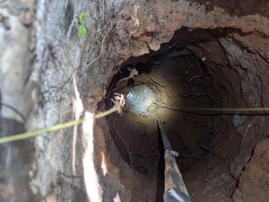 Suara Anjing Misterius Bikin Warga Ciamis Resah, Ternyata Ini Faktanya