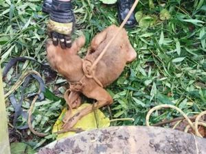 Gonggongan Anjing Misterius Buat Resah Warga Ciamis, Ternyata... Gonggongan Anjing Misterius Buat Resah Warga Ciamis, Ternyata...