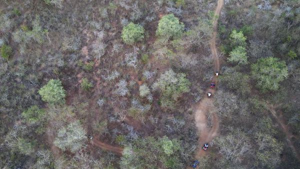 Cuaca Panas Bikin Hutan Kota di Palu Mengering