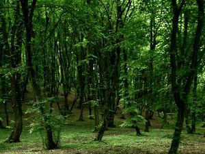 SDA Jambi yang Jarang Diketahui, tapi Punya Potensi Ekspor Tinggi