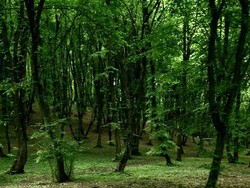 SDA Jambi yang Jarang Diketahui, tapi Punya Potensi Ekspor Tinggi