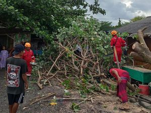 Angin Kencang di Karangasem, Pohon Tumbang-Hambat Akses Jalan