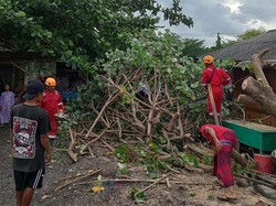 Angin Kencang di Karangasem, Pohon Tumbang-Hambat Akses Jalan