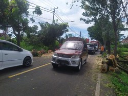 Pohon Tumbang-Melintang di Jalan, Lalin Macet Hampir 3 Jam