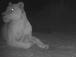 Dianggap Punah 2004, Singa Terlihat Lagi