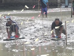 Melihat Tradisi Skilot Pasuruan yang Sempat Terhenti gegara Pandemi
