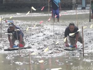 Melihat Tradisi Skilot Pasuruan yang Sempat Terhenti gegara Pandemi Melihat Tradisi Skilot Pasuruan yang Sempat Terhenti gegara Pandemi