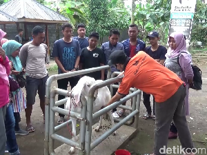 Liburan Sambil Belajar Jadi Peternak Kambing di Lereng Gunung Semeru Liburan Sambil Belajar Jadi Peternak Kambing di Lereng Gunung Semeru