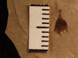 Fosil Cabai Berusia 50 Juta Tahun Ditemukan, Begini Bentuknya