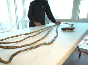 Penampakan Rekor Kuku Terpanjang di Dunia, Nyaris 10 Meter! Penampakan Rekor Kuku Terpanjang di Dunia, Nyaris 10 Meter!