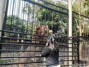 Sensasi Beri Makan Singa di Taman Satwa Cikembulan Garut Sensasi Beri Makan Singa di Taman Satwa Cikembulan Garut