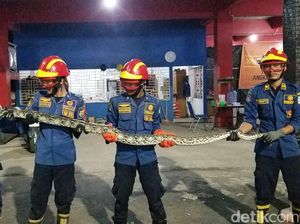 Ngeri! Ular Sanca 2 Meter Sembuyi dalam Kamar Mandi Warga di Jambi