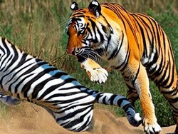 Foto Harimau Berburu Zebra, Coba Tebak Apa yang Salah