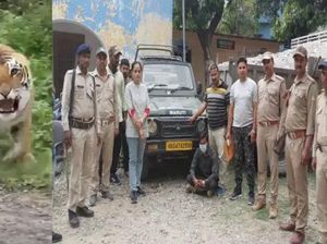 Ingat Harimau yang Usir Turis di India? Pemandu Jadi Tersangka