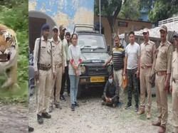 Ingat Harimau yang Usir Turis di India? Pemandu Jadi Tersangka