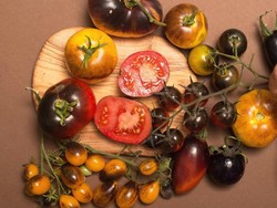 Istimewa! Tomat Ungu Mirip Blueberry Ini Kaya Antioksidan