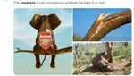 Meme Kocak Arsenal Sang Gajah Akhirnya Jatuh Juga dari Pohon