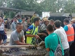 Bikin Resah, Buaya Muara 4 Meter di Pandeglang Ditangkap Warga