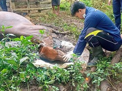 Distan Beber Penyebab Belasan Sapi Mati Mendadak: Perut Kembung