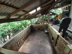 Waduh, 1.300 Ekor Babi di Desa Bila Mati Mendadak Waduh, 1.300 Ekor Babi di Desa Bila Mati Mendadak