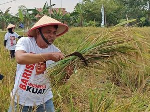 Barisan Relawan Indonesia Kuat Gelar Panen Raya Padi di Subang