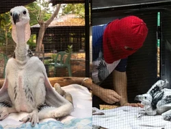 Thailand Sukses Membiakkan Burung Nasar Kepala Merah, Pertama dalam 30 Tahun!
