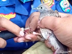 Ada-ada Saja, Damkar Trenggalek Dimintai Tolong Lepas Cincin di Kaki Perkutut