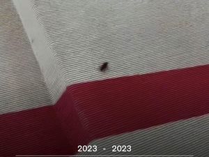 Viral Kecoak Eksis di Met Gala 2023 yang Harga Tiketnya Rp 735 Juta Viral Kecoak Eksis di Met Gala 2023 yang Harga Tiketnya Rp 735 Juta