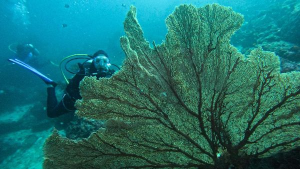 Pesona Wisata Bawah Laut Kota Sabang