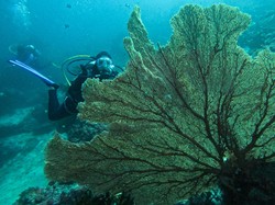 Pengumuman! Objek Wisata Laut di Sabang Tutup Pada 29-30 Juni