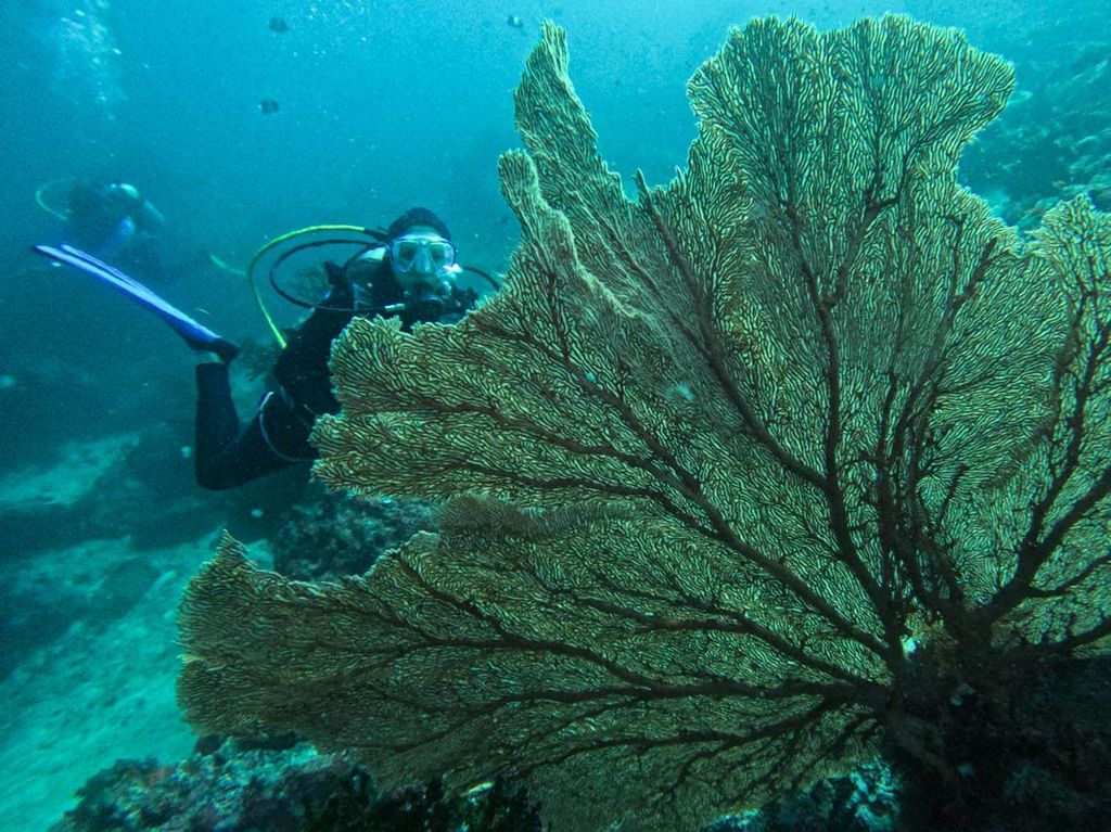 Pesona Wisata Bawah Laut Kota Sabang Pesona Wisata Bawah Laut Kota Sabang