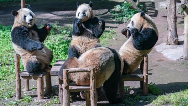 Potret Panda di China Asyik Nongkrong Bareng