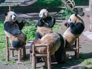 Panda Gemoi Makan di Meja, Malah Dianggap Panda Palsu Panda Gemoi Makan di Meja, Malah Dianggap Panda Palsu