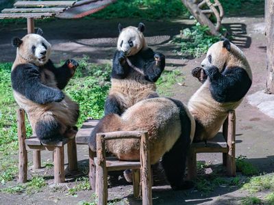 Potret Panda di China Asyik Nongkrong Bareng