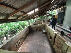 Dinas Pertanian Buleleng Tak Tahu Ribuan Ekor Babi Mati di Desa Bila Dinas Pertanian Buleleng Tak Tahu Ribuan Ekor Babi Mati di Desa Bila