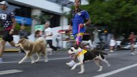 Serunya Lomba Lari Bersama Anjing Peliharaan di Venezuela