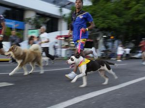 Serunya Lomba Lari Bersama Anjing Peliharaan di Venezuela