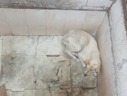 Terungkap Sosok Asli di Balik Geger Isu Babi Ngepet, Ini Penampakannya