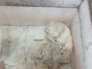 Warga Heboh Isu Babi Ngepet di Selokan, Eh Ternyata... Warga Heboh Isu Babi Ngepet di Selokan, Eh Ternyata...