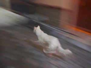 Terungkap Penyebab Anjing Liar Disangka Babi Ngepet hingga Warga Resah Terungkap Penyebab Anjing Liar Disangka Babi Ngepet hingga Warga Resah