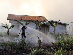 Potret Perjuangan Memadamkan Kebakaran Lahan di Dumai Potret Perjuangan Memadamkan Kebakaran Lahan di Dumai